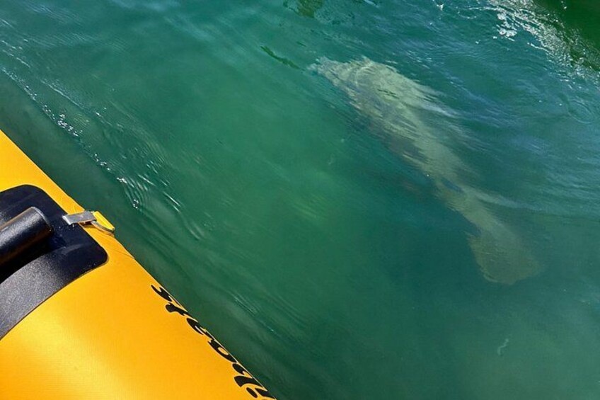 Adventure Water Bike in Condado Lagoon, San Juan 3