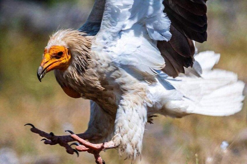 A bird with a yellow beak and white feathers, perched on a branch. 4