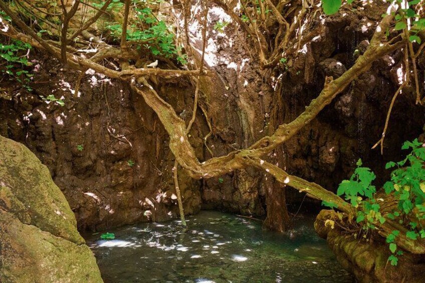 A natural cave with a clear water pool, overhanging branches, and moss-covered rocks. 4