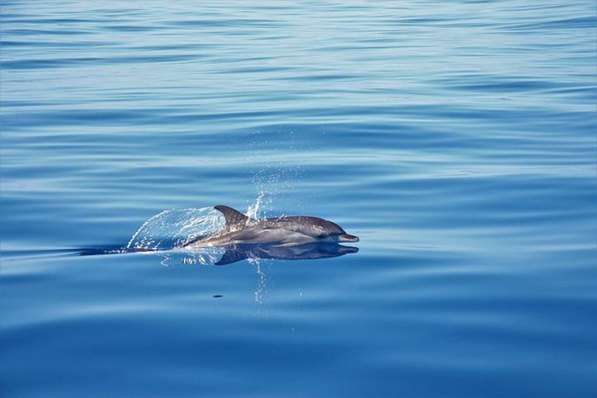 On Tales Striped dolphin 2020 2