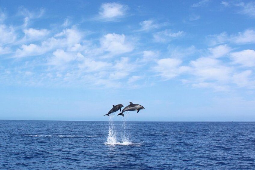 Deux dauphins bondissant hors de l’océan. 1