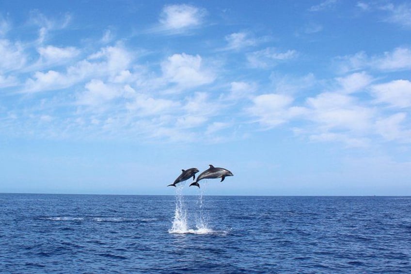 Common Dolphin 1