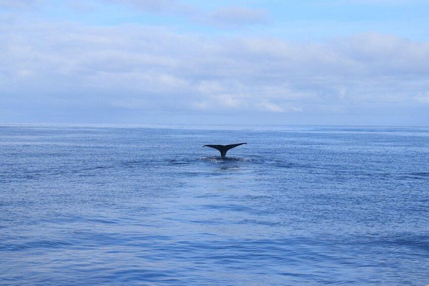 A whale tail above calm ocean water under a cloudy sky. 2