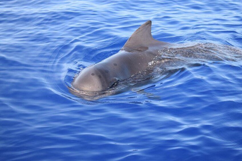 On Tales Whale Watching - Pilot whale 3
