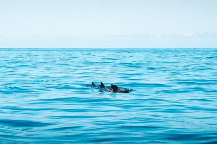 On Tales Whale Watching 2