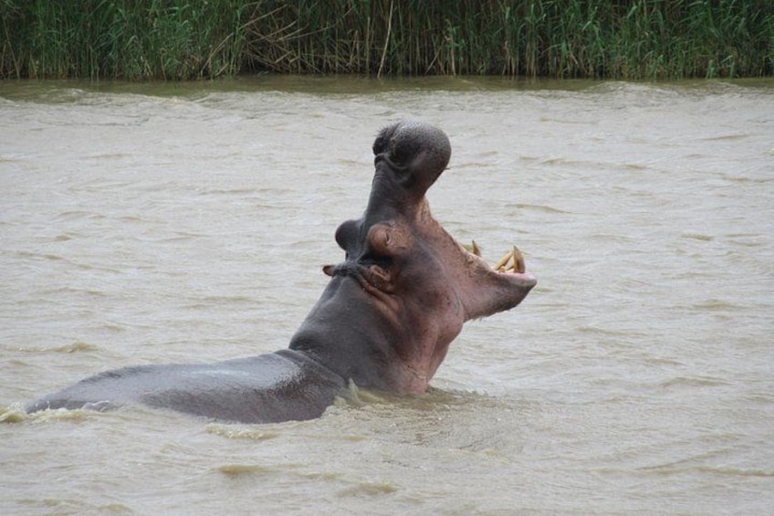 A hippopotamus partially submerged in water with its mouth open. 1