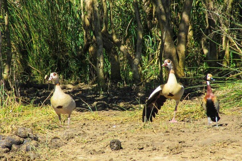 Two birds standing on a dirt path with dense greenery in the background. 2