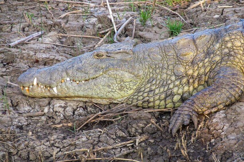 A crocodile lying on dry, cracked ground with sparse vegetation. 5