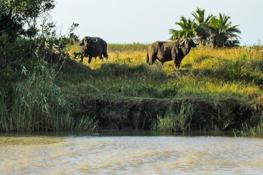 Hippo and Croc Boat Cruise in Saint Lucia with collection 2