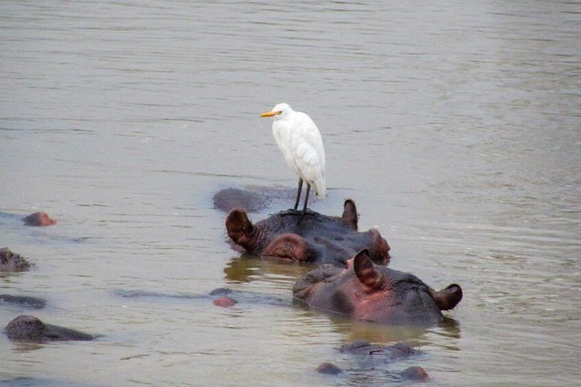 A white bird standing on a large animal in a body of water. 4