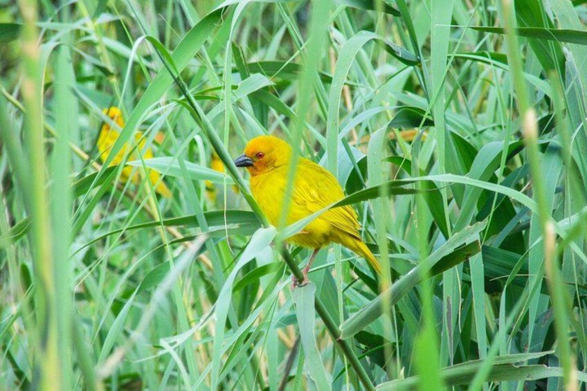 A yellow bird perched among green grass. 3