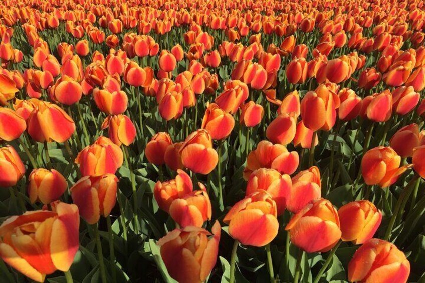 Private Flowerfield Tour in Tesla from Leiden