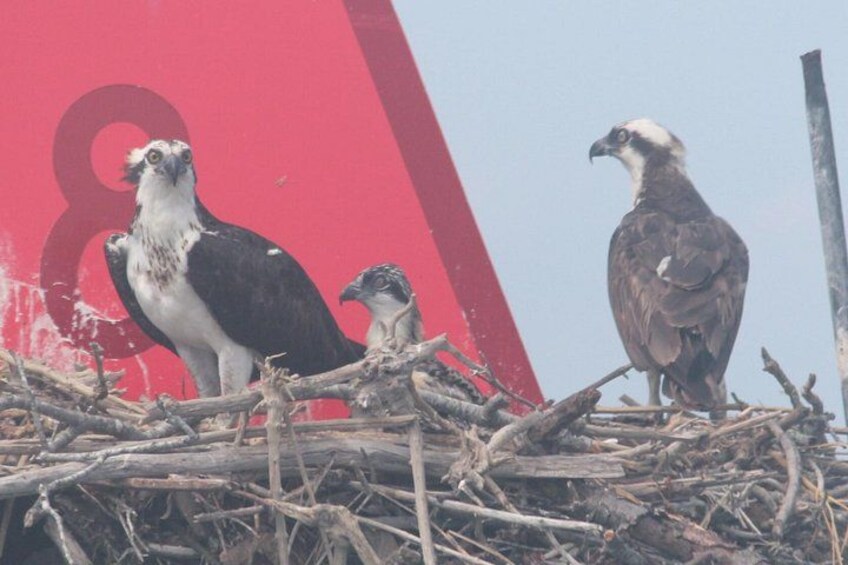 Zwei Vögel in einem Nest vor rotem Hintergrund. 1
