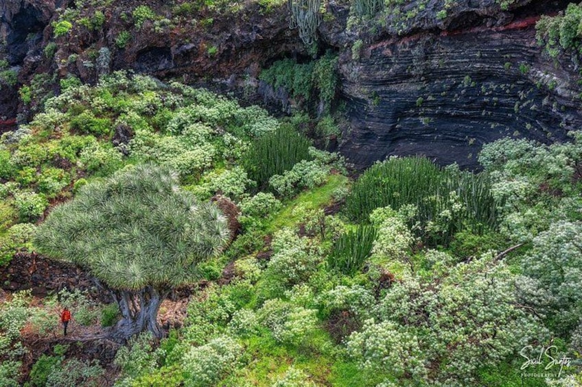 Garafia Hiking Route in La Palma 2