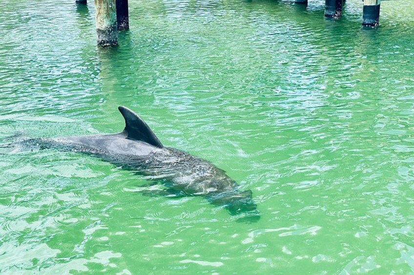 We went paddle boarding and kayaking with the dolphins near the Estero area! 5