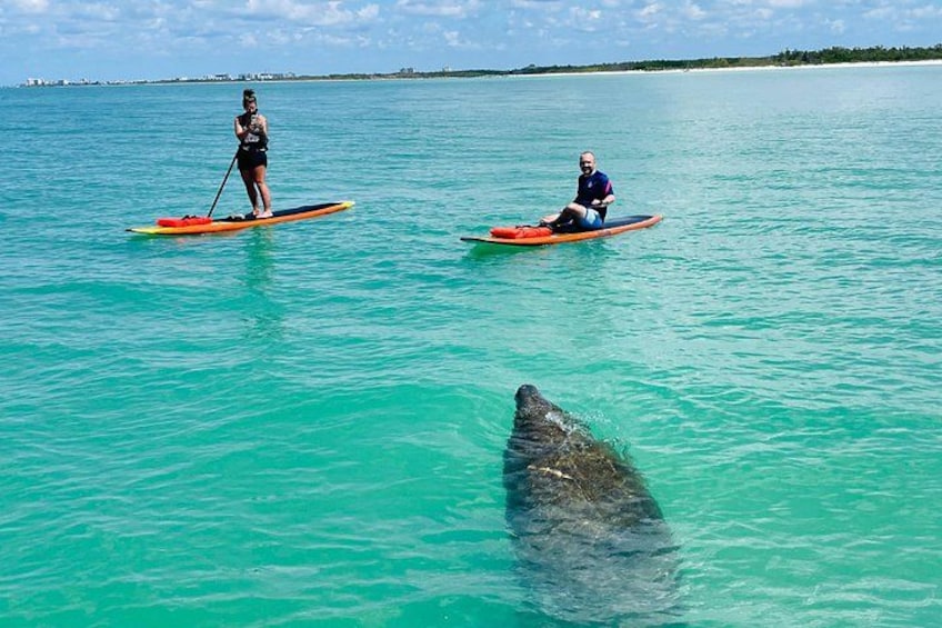 Another beautiful day on the water with more Manatees! 5