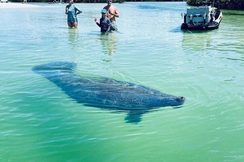 Manatee tours don't get much better than this! 4