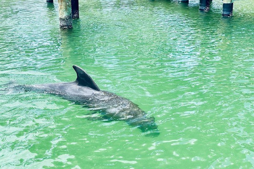 We went paddle boarding and kayaking with the dolphins near the Estero area! 5