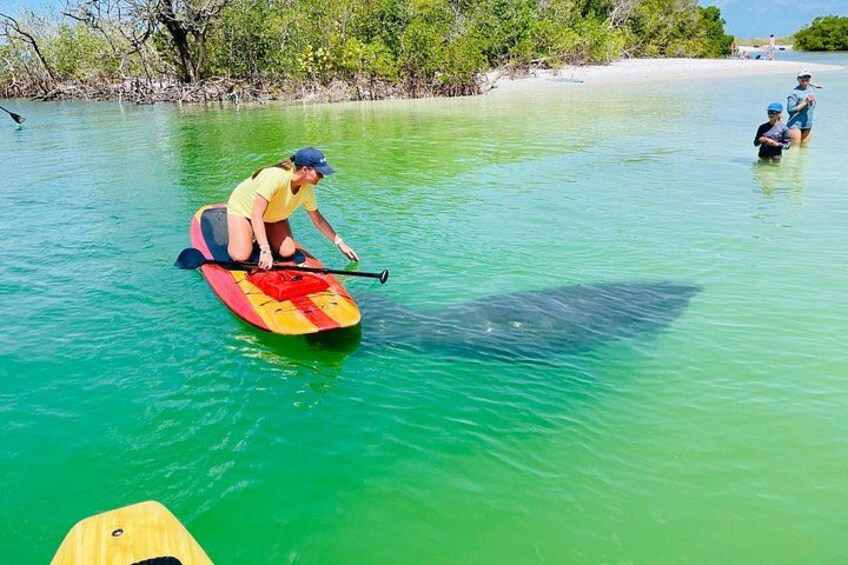 Another amazing manatee encounter with some great guests visiting from Naples! 4