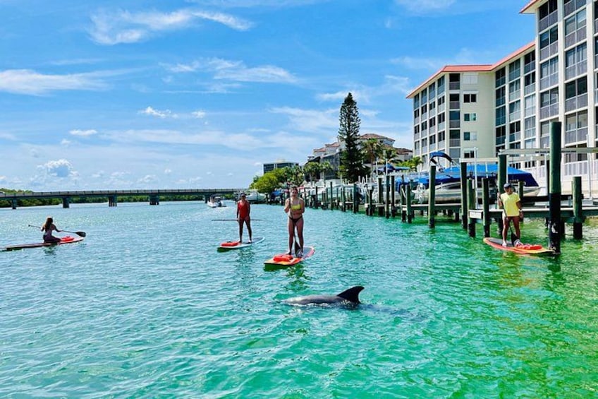 The dolphins love paddle boards so they came to say hello. 4