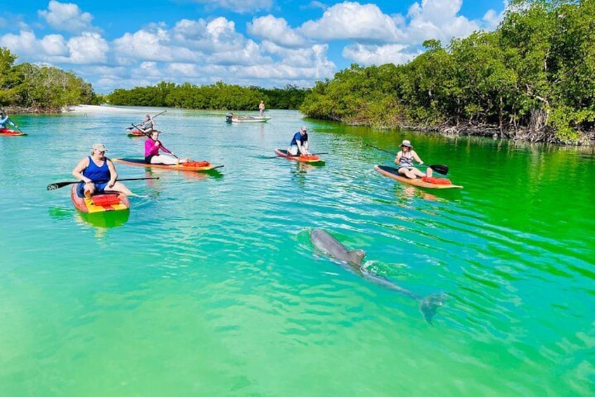 The dolphins can be so curious! 1