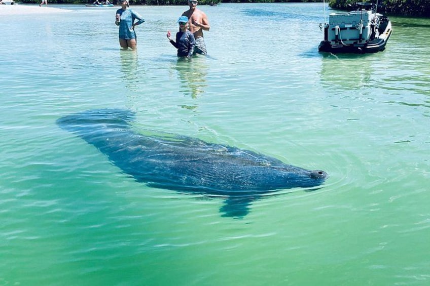 Manatee tours don't get much better than this! 4