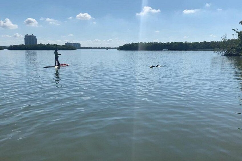 Dolphin and Manatee Adventure Tour of Fort Myers 3