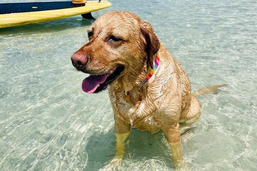 Pups and SUP's. We love when guests bring their dogs out! 2