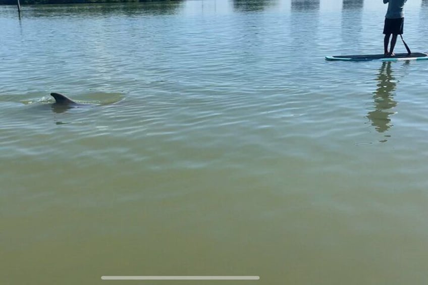 Dolphin and Manatee Adventure Tour of Fort Myers 4