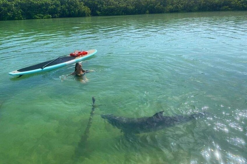 Dolphin and Manatee Adventure Tour of Fort Myers 2