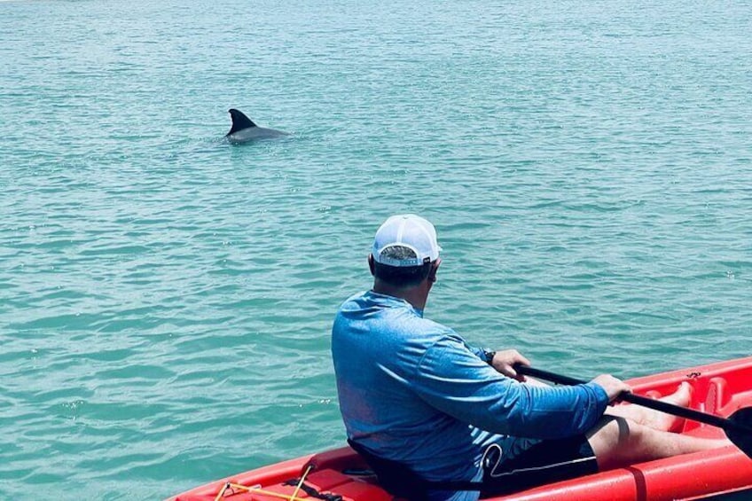 En mand i en rød kajak roer på roligt vand, med en delfin i det fjerne. 3