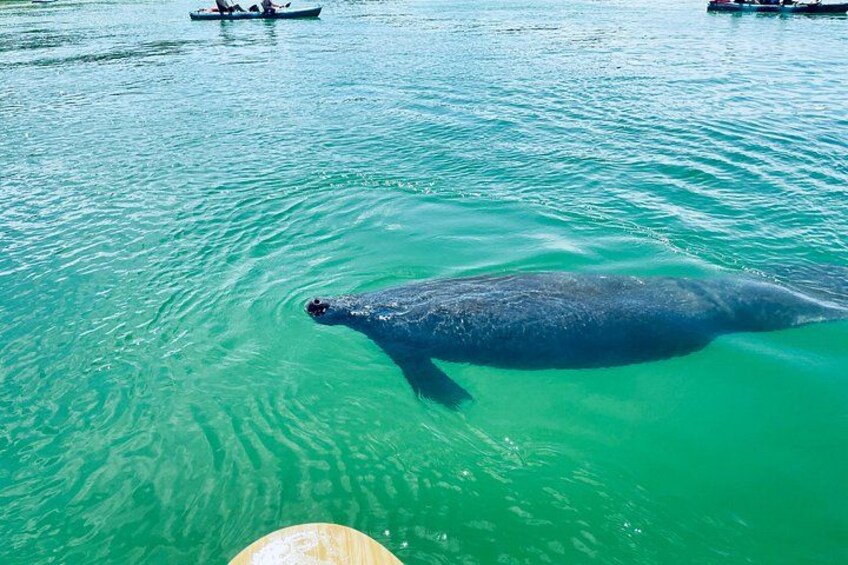 Although we see tons a manatees in the Fort Myers area, every time we see the manatees its still amazing! 2