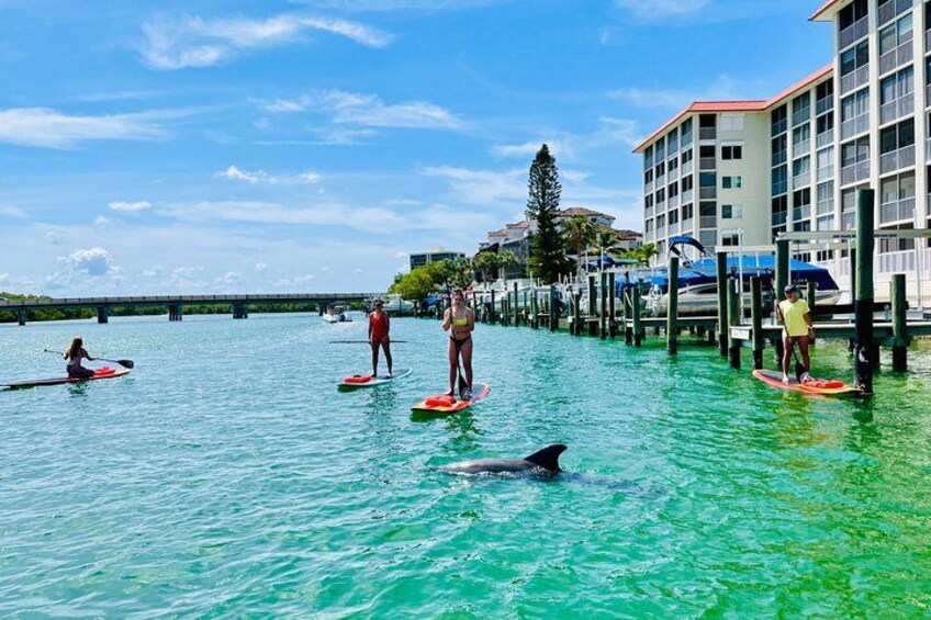 The dolphins love paddle boards so they came to say hello. 4