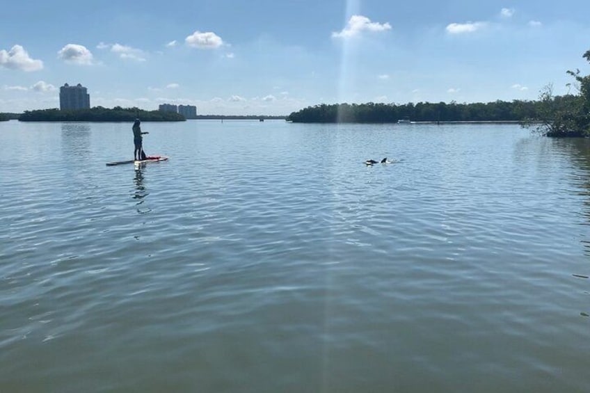 Dolphin and Manatee Adventure Tour of Fort Myers 3