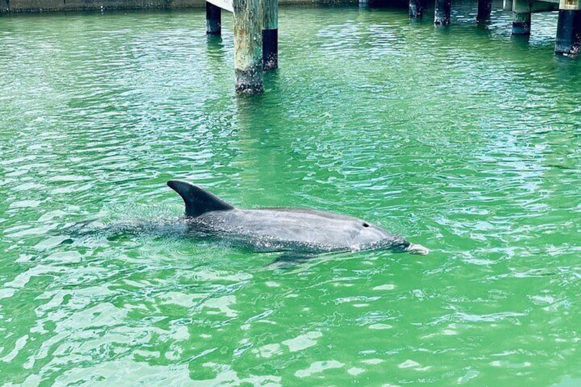 Dolphin and Manatee Adventure Tour of Fort Myers 2