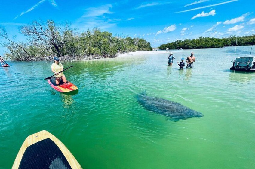 Another visit by one of our large local resident manatees! 3