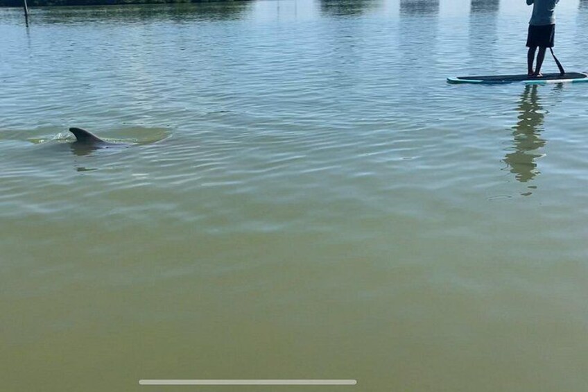 Dolphin and Manatee Adventure Tour of Fort Myers 5