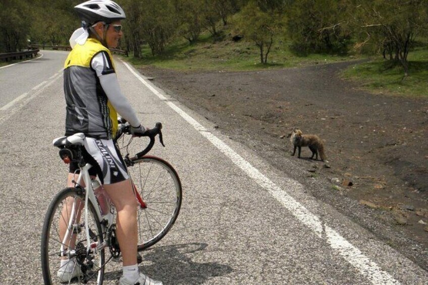 Wine Tasting with Bike Tour in Castiglione di Sicilia