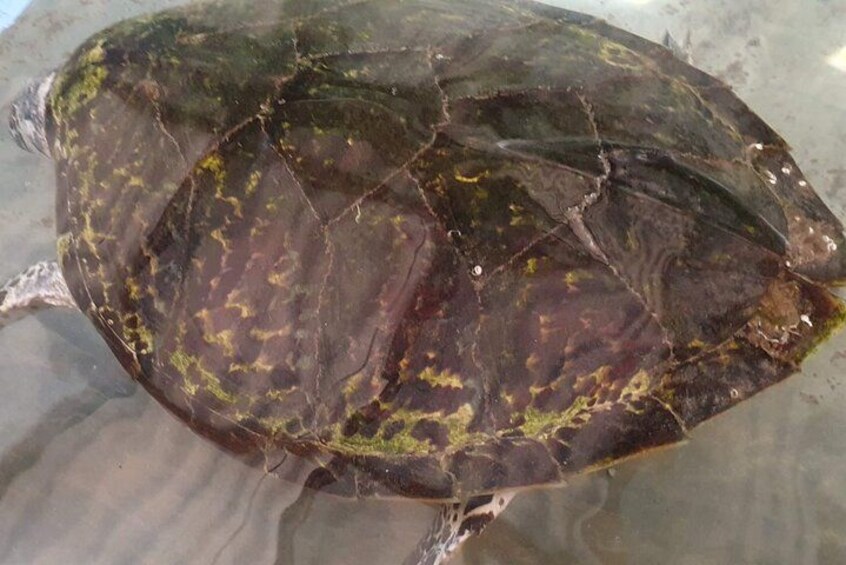 Une tortue à la carapace sombre, ornée de motifs jaunes, et partiellement immergée dans l’eau. 3
