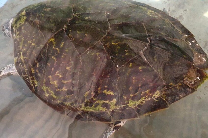 Turtle Hatchery 3