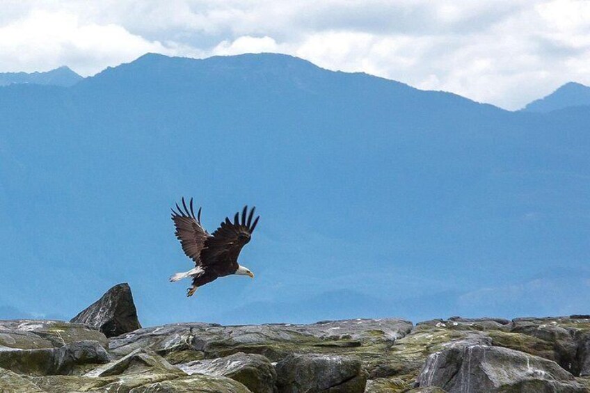 A bird of prey in flight over a rocky landscape with mountains in the background. 3