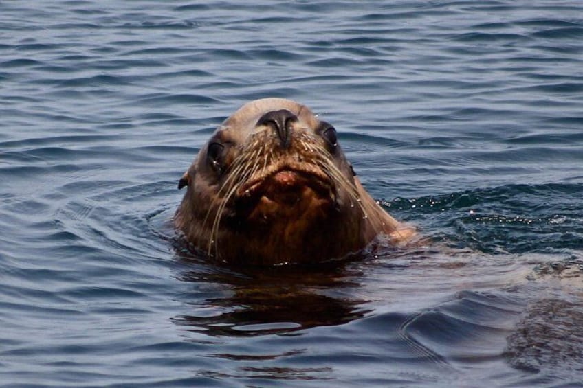 Private Zodiac Whale Watching Tour from Victoria 2