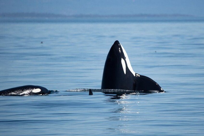 Two orcas in the ocean with their dorsal fins visible above the water. 2