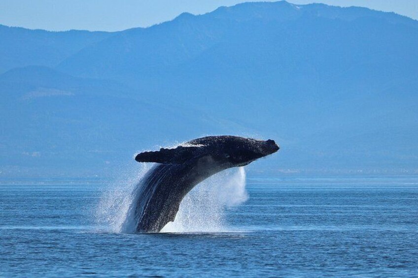 A whale breaching the water with mountains in the background. 4
