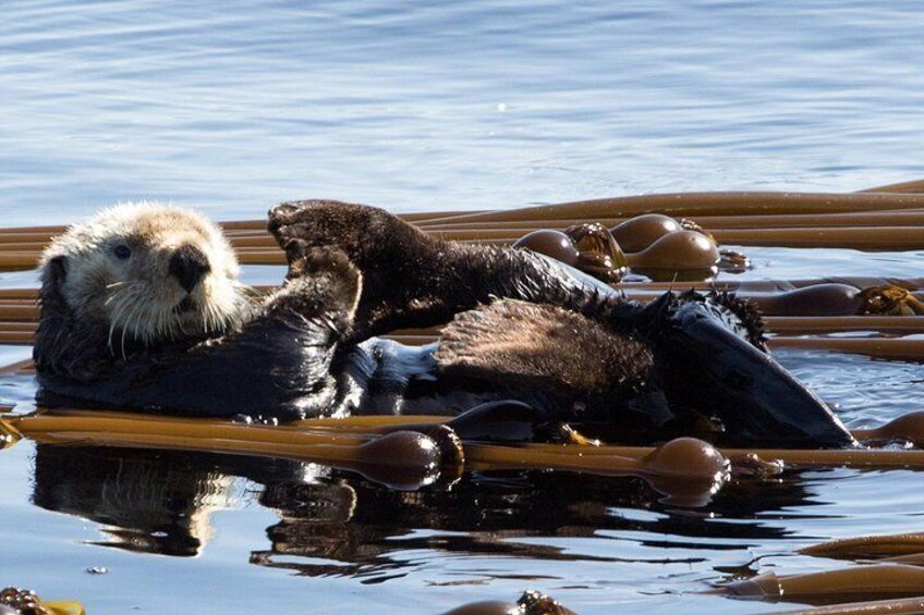 Two otters resting on a wooden dock in a body of water. 2