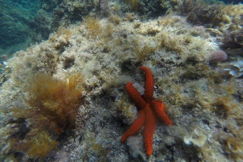 STARFISH IN THE BACKGROUND 3