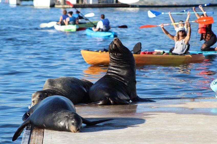2-Hour Kayak or Paddleboard with Sea Lions in Marina del Rey 4