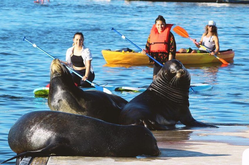 2-Hour Kayak or Paddleboard with Sea Lions in Marina del Rey 1