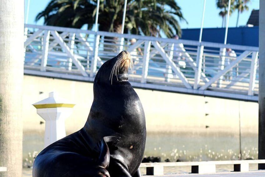 2-Hour Kayak or Paddleboard with Sea Lions in Marina del Rey 3