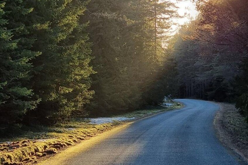 A winding road through a forest with sunlight filtering through the trees. 2